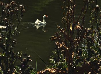 Birds in calm water