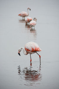 Birds in lake