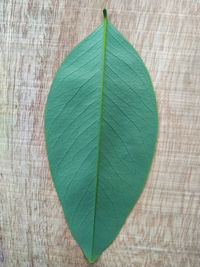 Close-up of green leaves on wood