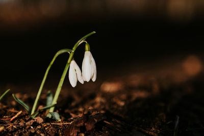 Close-up of white flowering plant on field