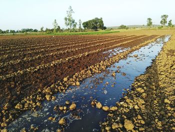 Scenic view of agricultural field against sky