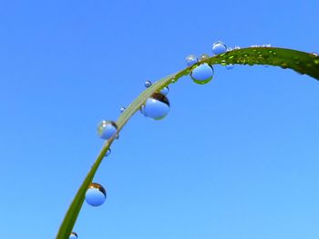 Close-up of wet plant against blue sky