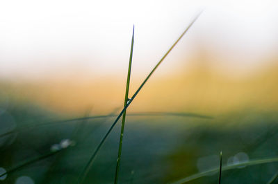 Close-up of fresh green grass in field