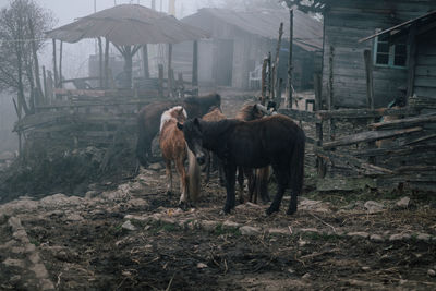 Horse standing in a row