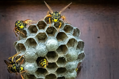 Close-up of wasps nest 