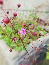 Close-up of flower tree against sky