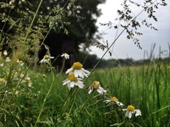 Close-up of white flowers blooming in field