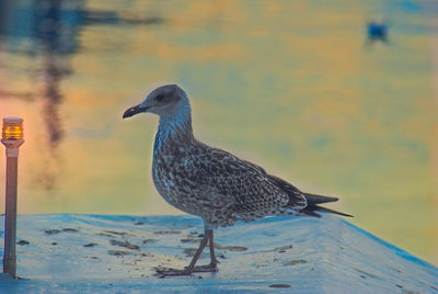 Close-up of seagull perching