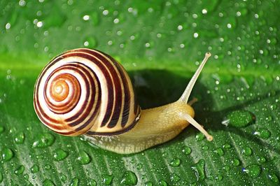 High angle view of snail on wet leaf