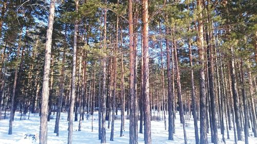Pine trees in forest during winter