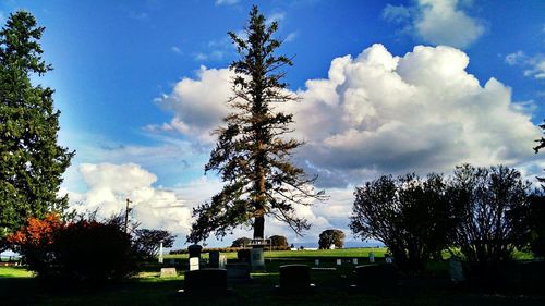 Trees on landscape against cloudy sky