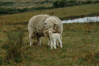 Sheep in a field