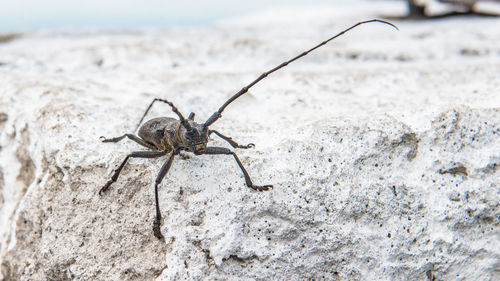 Close-up of spider on rock