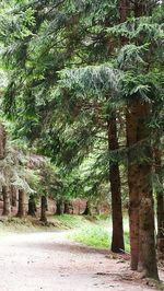 Trees in park