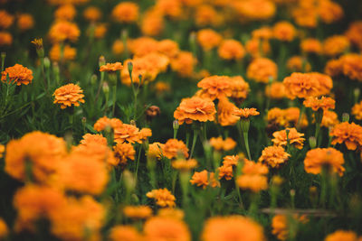 Close-up of flowering plants on field