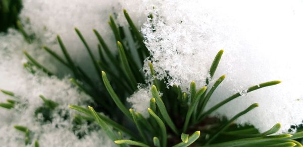 Close-up of white flowering plant during winter