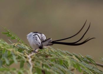 Close-up of bird perching on plant