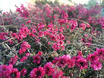 Close-up of pink flowering plants