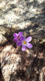 Close-up of purple flowering plant