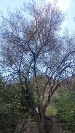 View of bare trees in forest