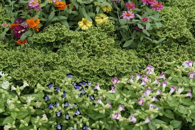 Close-up of wildflowers blooming outdoors