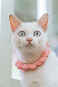 Close-up portrait of a cat