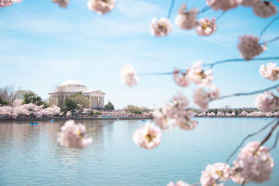 Low angle view of cherry blossoms blooming on tree at tidal basin