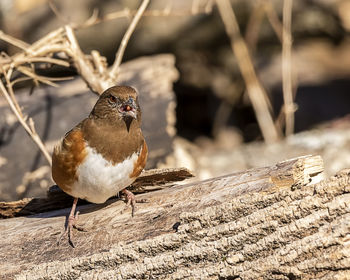 Close-up of bird perching on wood