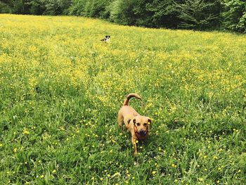 Dog on grassy field