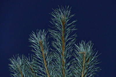 Low angle view of palm tree against clear blue sky