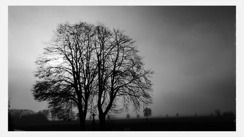 Bare trees on landscape