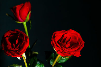 Close-up of red rose against black background