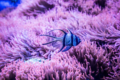 Close-up of butterfly in sea