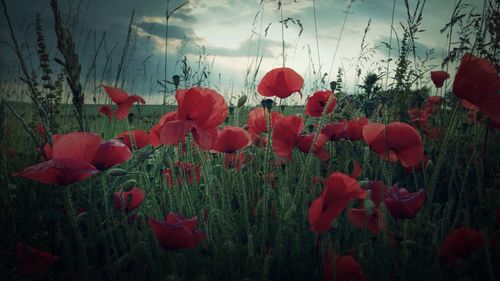 Red poppy flower blooming in field