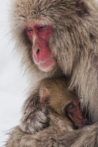 Parent and child snow monkey's ,close-up