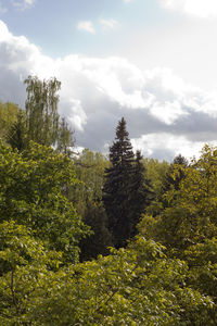 Trees in forest against sky