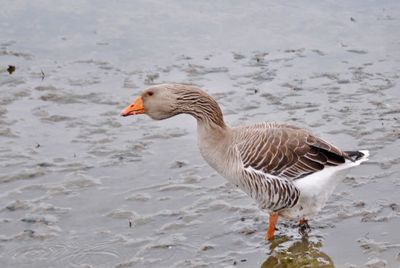 Side view of a duck swimming in lake