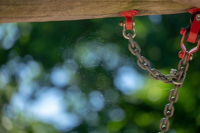 Close-up of water drops on spider web