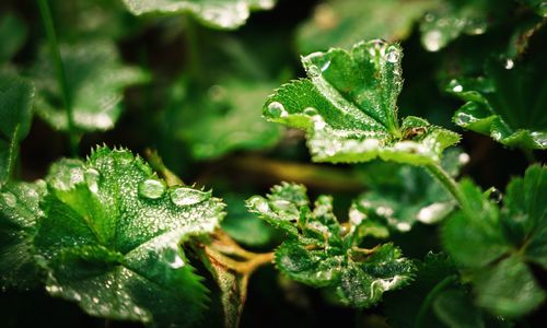 Close-up of wet plant leaves