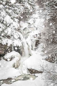 Snow covered trees in forest