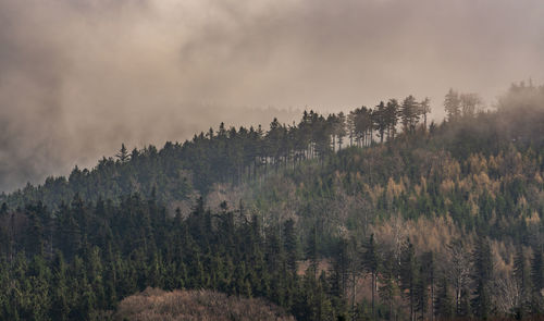 Plants growing on land against sky