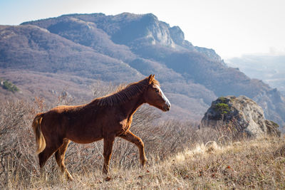 Side view of a horse on mountain