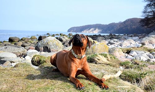 Dog standing on rock by sea against sky