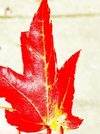 Close-up of wet red leaf