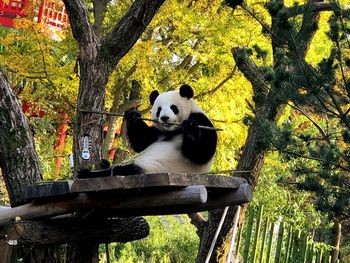 Cat sitting on tree trunk