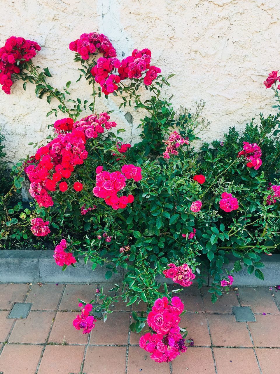 PINK FLOWERS IN POT