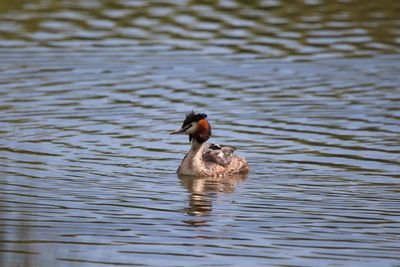 Great crested grebe with young on its back