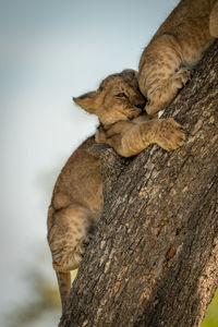 Close-up of a cat on tree trunk