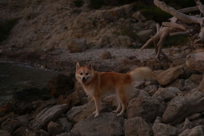 Portrait of a dog looking away