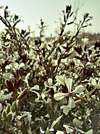 Close-up of leaves on tree